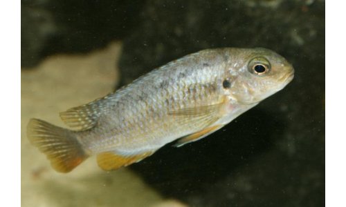 Tropheops red cheek chizumulu